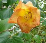 : - Talipariti tiliaceum
