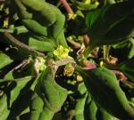 : - Tetragonia ovata