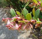 :-Vaccinium consanguineum