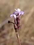 : - Buchnera juncea