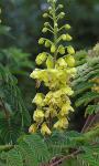 : - Caesalpinia decapetala