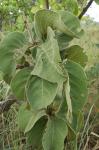 : - Byrsonima guilleminiana