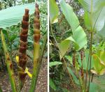 Cauassuwachs - Calathea lutea