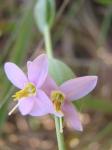 : - Deianira pallescens