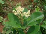 : - Esenbeckia pumila