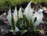 Weiße Scheinkalla - Lysichiton camtschatcensis