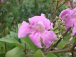 : - Fridericia platyphylla