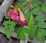 Amerikanische Klettertrompete - Campsis radicans