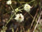 :-Hyptis linarioides