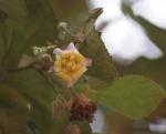 : - Luehea divaricata