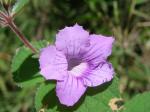: - Mandirola multiflora