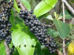 : - Myrsine gardneriana