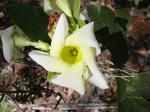 : - Odontadenia lutea