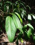 : - Piper tuberculatum
