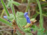 : - Salvia minarum
