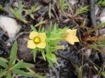 : - Schultesia guianensis