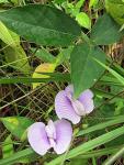 Centro - Centrosema pubescens