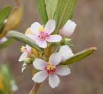 : - Trembleya parviflora