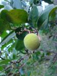: - Vantanea obovata