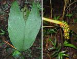 : - Chamaedorea deckeriana