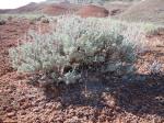 : - Artemisia tridentata subsp. wyomingensis