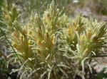 : - Castilleja pallescens var. inverta
