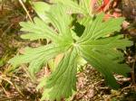 Klebender Storchschnabel - Geranium viscosissimum