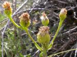 :-Senecio integerrimus var. exaltatus