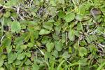 : - Centella cordifolia