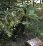 : - Brainea insignis