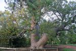 : - Adansonia gregorii
