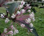 Herrlicher Philippinenbaum - Clerodendrum quadriloculare