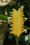 : - Calathea lasiostachya