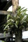 : - Coelogyne lentiginosa