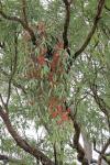 : - Amyema sanguinea var. pulcher