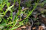 : - Boerhavia paludosa