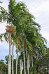 : - Carpentaria acuminata