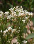 : - Conospermum ericifolium