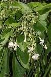 : - Clerodendrum rotundifolium
