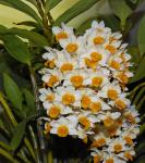:-Dendrobium thyrsiflorum
