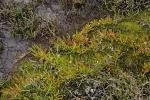 : - Disphyma crassifolium