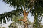 : - Dypsis lastelliana