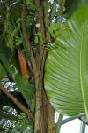 : - Epipremnum amplissimum