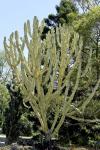 Arabische Säulenwolfsmilch - Euphorbia ammak