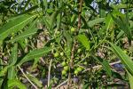 : - Ficus coronulata