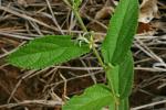 :-Grewia retusifolia