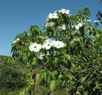 Mexikanische Olive - Cordia boissieri