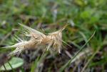 : - Rytidosperma caespitosum