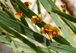 : - Bossiaea scolopendria