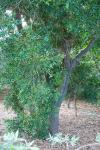 : - Buxus macowanii
